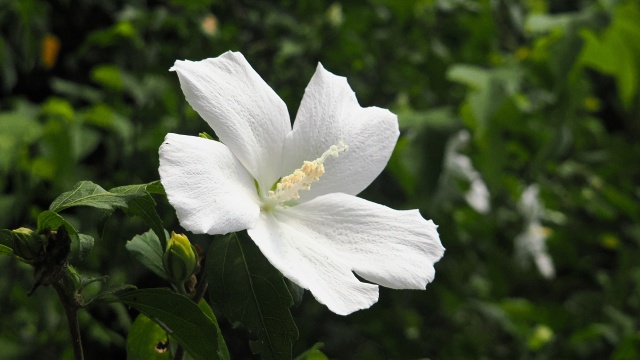 くりはま花の国のムクゲ