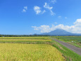 稲穂の波と大山 2