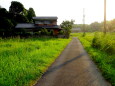 朝の涼しい田舎道