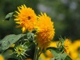 馬見丘陵公園の向日葵