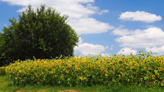 夏の馬見丘陵公園