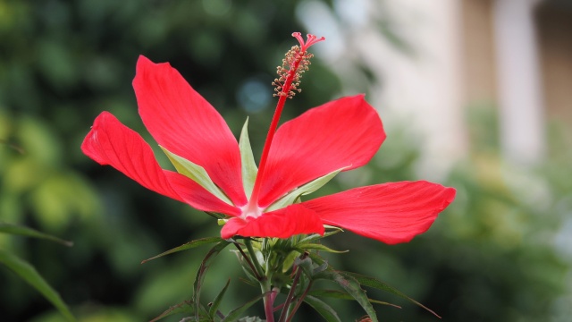 長居植物園の紅葉葵