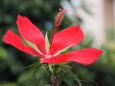 長居植物園の紅葉葵