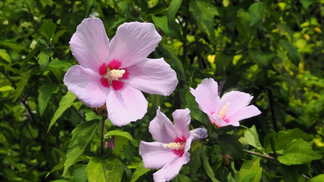 くりはま花の国のムクゲ