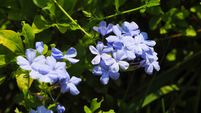 くりはま花の国のルリマツリ