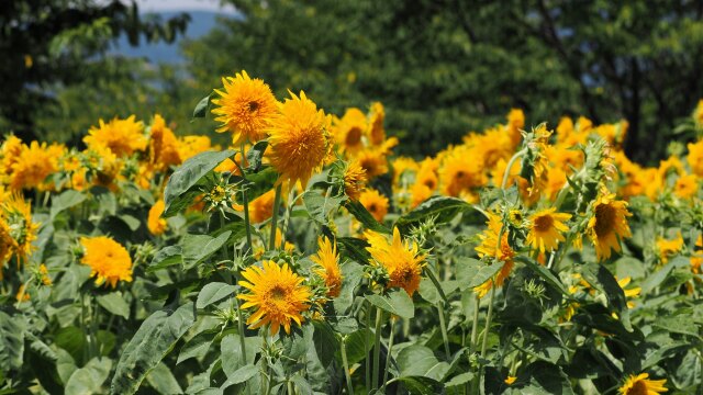 馬見丘陵公園の向日葵