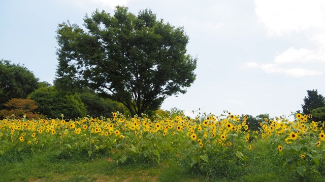 夏の馬見丘陵公園