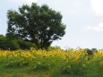 夏の馬見丘陵公園