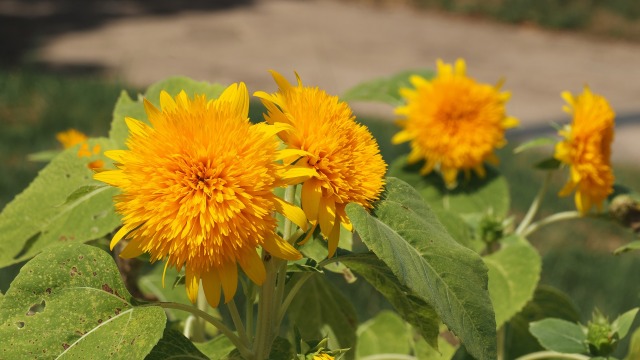 長居植物園の向日葵