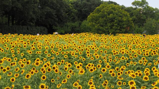 長居植物園の向日葵