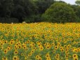 長居植物園の向日葵