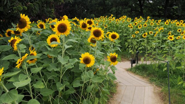 長居植物園の向日葵