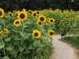 長居植物園の向日葵