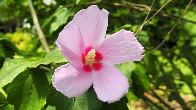 くりはま花の国のムクゲ