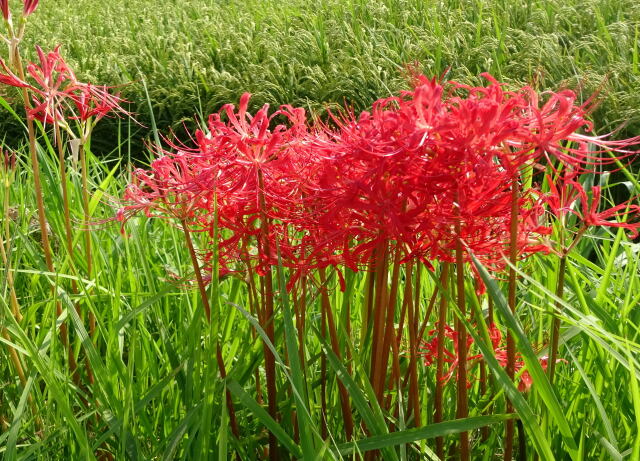 稲穂の近くに咲く彼岸花