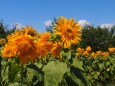 馬見丘陵公園の向日葵