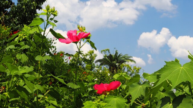 長居植物園の芙蓉