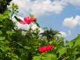 長居植物園の芙蓉