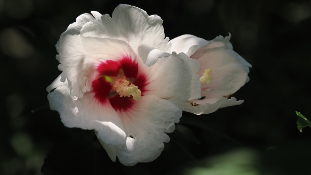 長居植物園の芙蓉