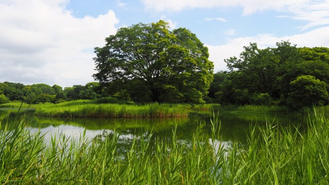 夏の昭和記念公園