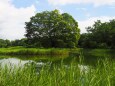 夏の昭和記念公園