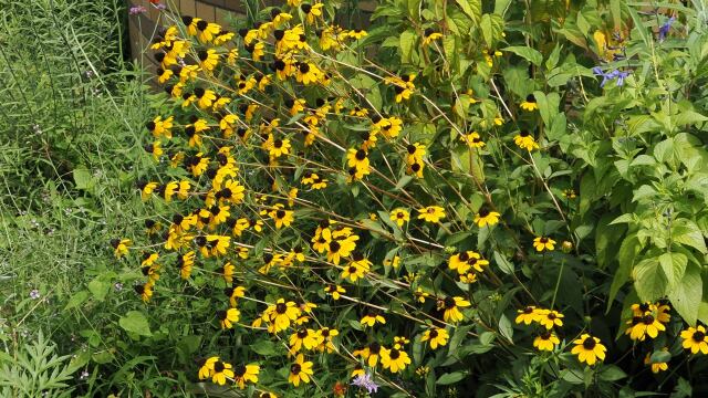 昭和記念公園のルドベキア