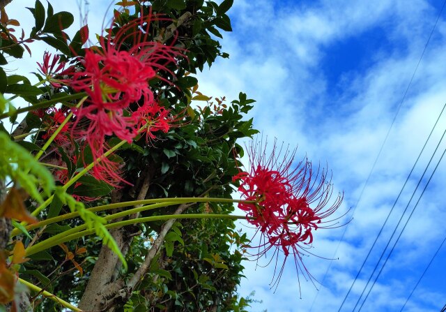 彼岸花と秋の空