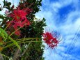 彼岸花と秋の空