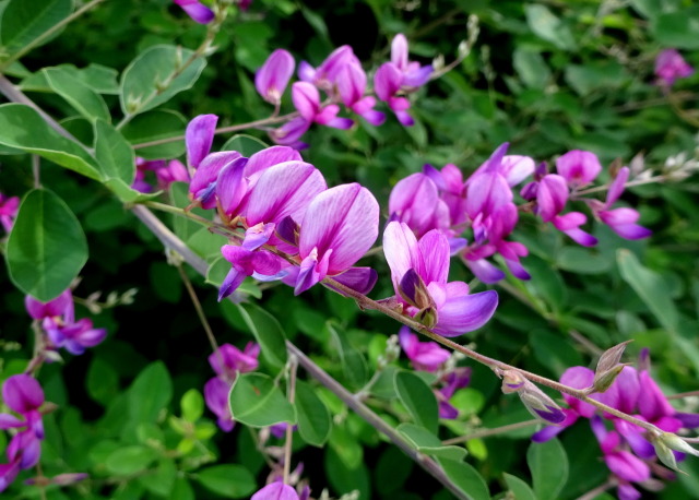 景観地区に咲いている萩の花