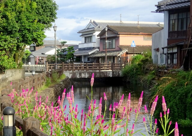 ケイトウが咲く吉井景観地区