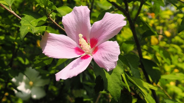 くりはま花の国のムクゲ