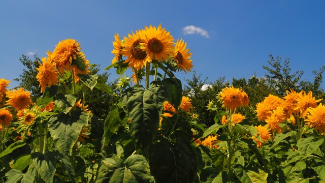 馬見丘陵公園の向日葵