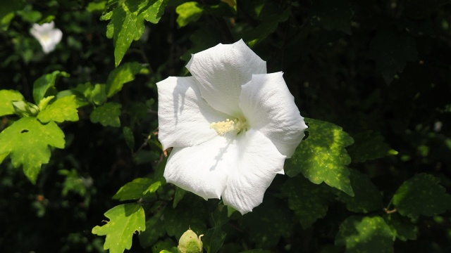 くりはま花の国のムクゲ