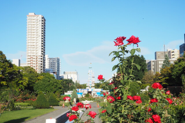 大鳥公園の秋バラ