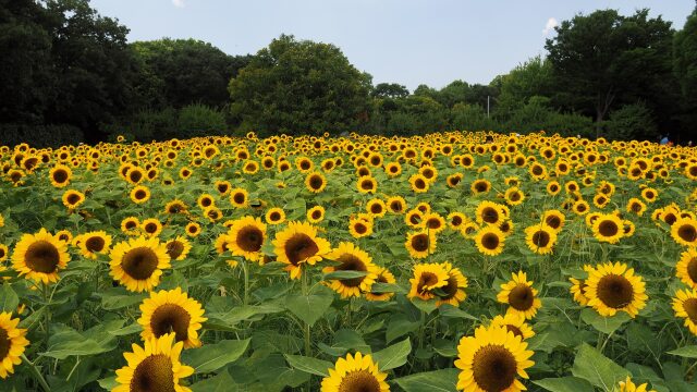 長居植物園の向日葵