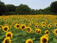 長居植物園の向日葵