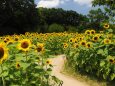 長居植物園の向日葵