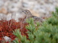 小蓮華山のママ雷鳥