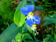 朝露に咲いている花