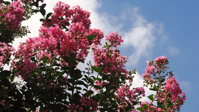 長居植物園の百日紅