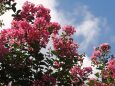 長居植物園の百日紅