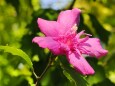 長居植物園のムクゲ