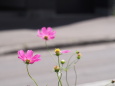 秋桜の咲く道