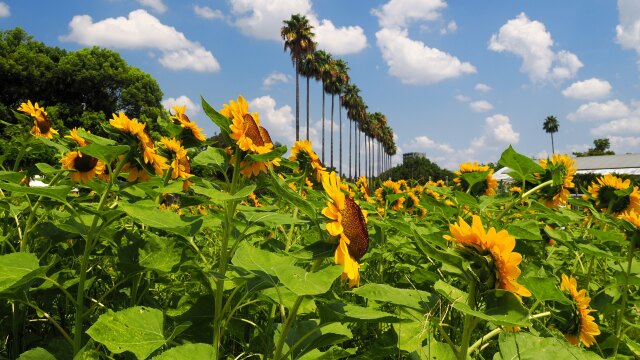 長居植物園の向日葵