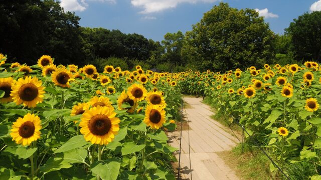 長居植物園の向日葵