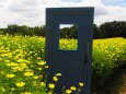 昭和記念公園の秋桜とドア