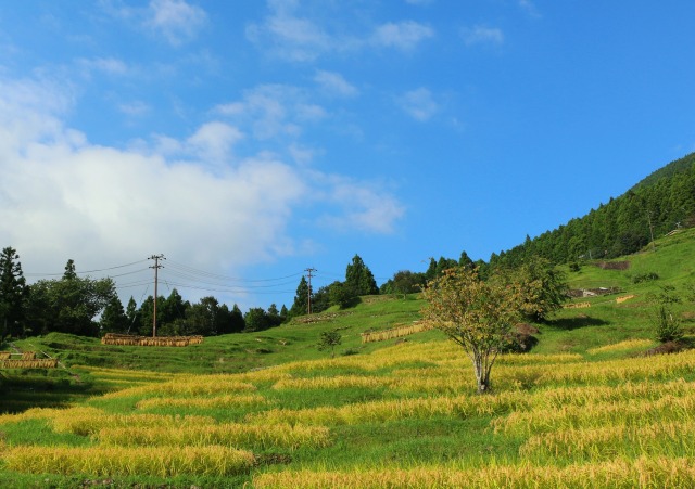 初秋の千枚田