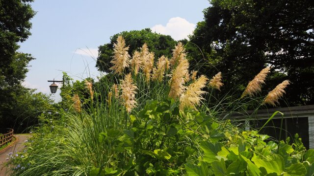 くりはま花の国のパンパスグラス