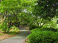 夏の昭和記念公園