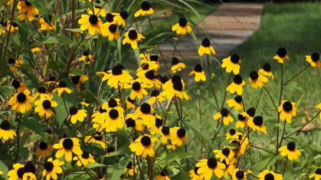 昭和記念公園のルドベキア